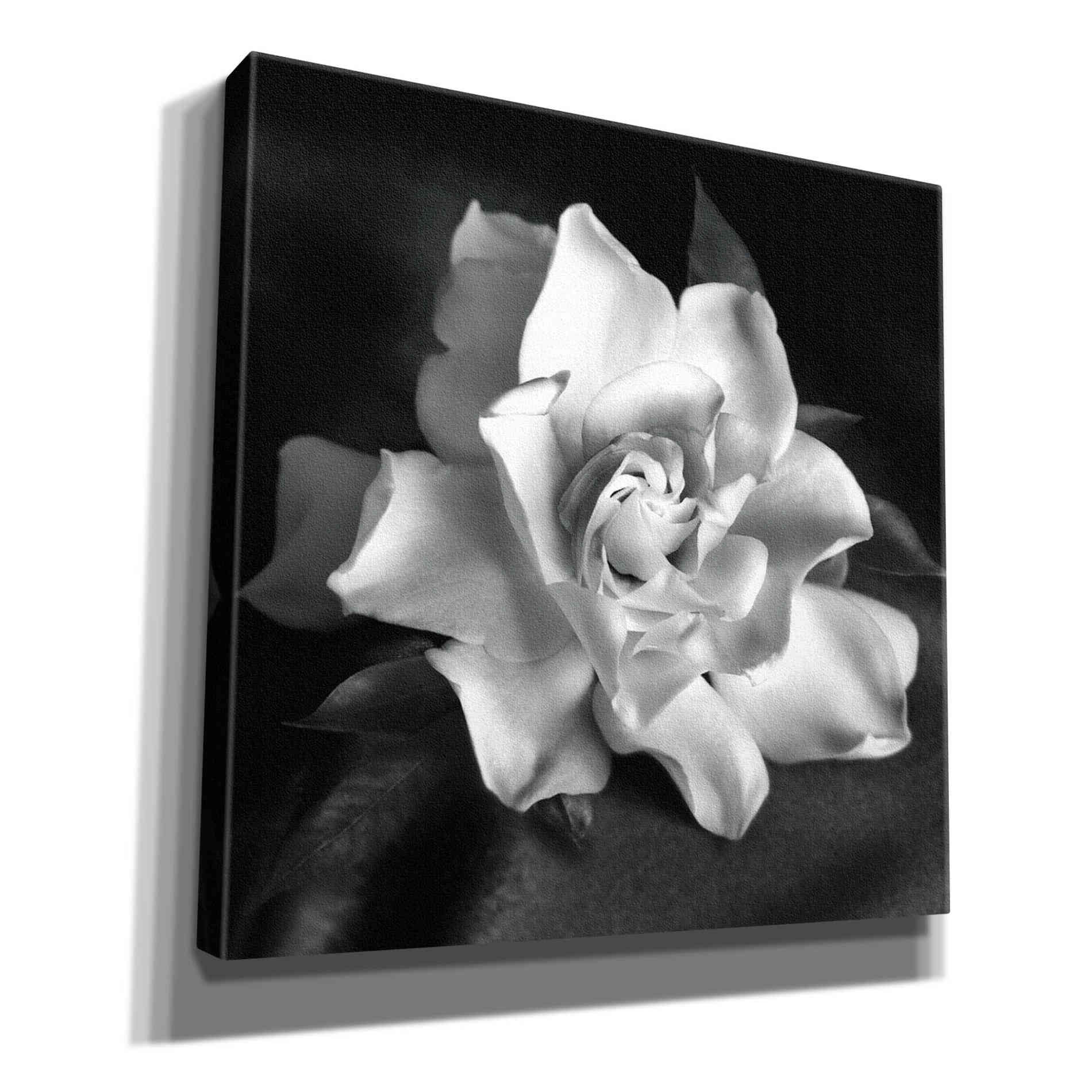 'Gardenia' by Debra Van Swearingen, Canvas Wall Art,12x12x1.1x0,18x18x1.1x0,26x26x1.74x0,37x37x1.74x0