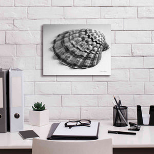 'Scallop 3' by Debra Van Swearingen, Canvas Wall Art,16 x 12