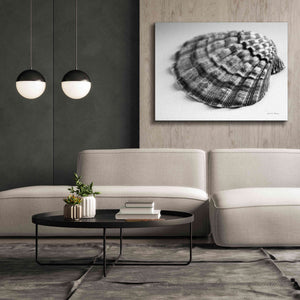 'Scallop 3' by Debra Van Swearingen, Canvas Wall Art,54 x 40