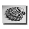 'Scallop 3' by Debra Van Swearingen, Canvas Wall Art,16x12x1.1x0,26x18x1.1x0,34x26x1.74x0,54x40x1.74x0
