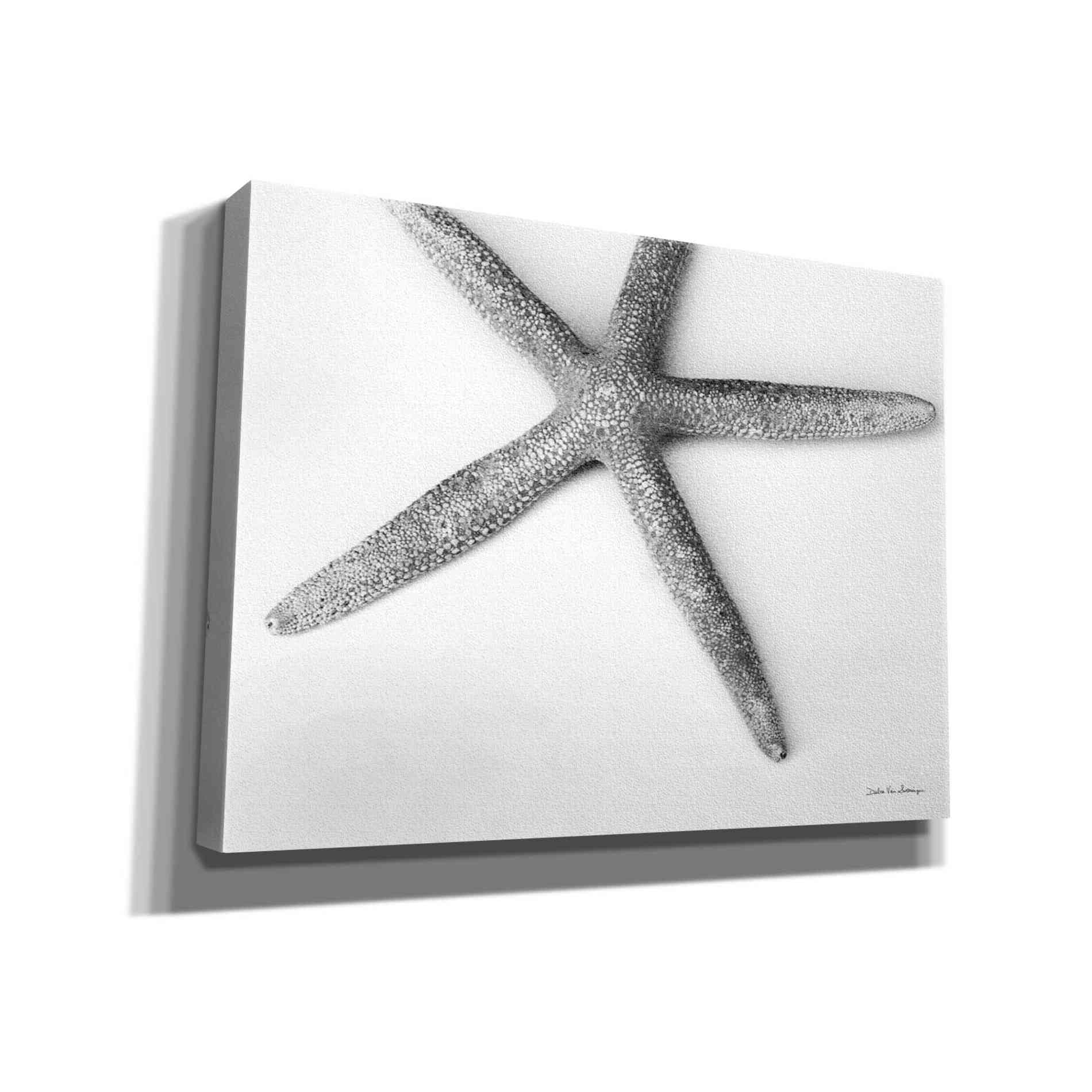 'Starfish Detail' by Debra Van Swearingen, Canvas Wall Art,16x12x1.1x0,26x18x1.1x0,34x26x1.74x0,54x40x1.74x0