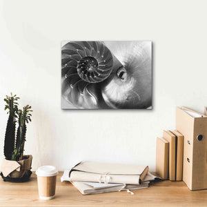 'Nautilus Yin Yang' by Debra Van Swearingen, Canvas Wall Art,16 x 12