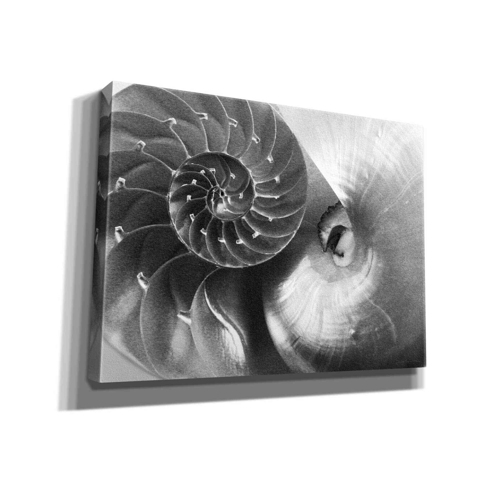 'Nautilus Yin Yang' by Debra Van Swearingen, Canvas Wall Art,16x12x1.1x0,26x18x1.1x0,34x26x1.74x0,54x40x1.74x0