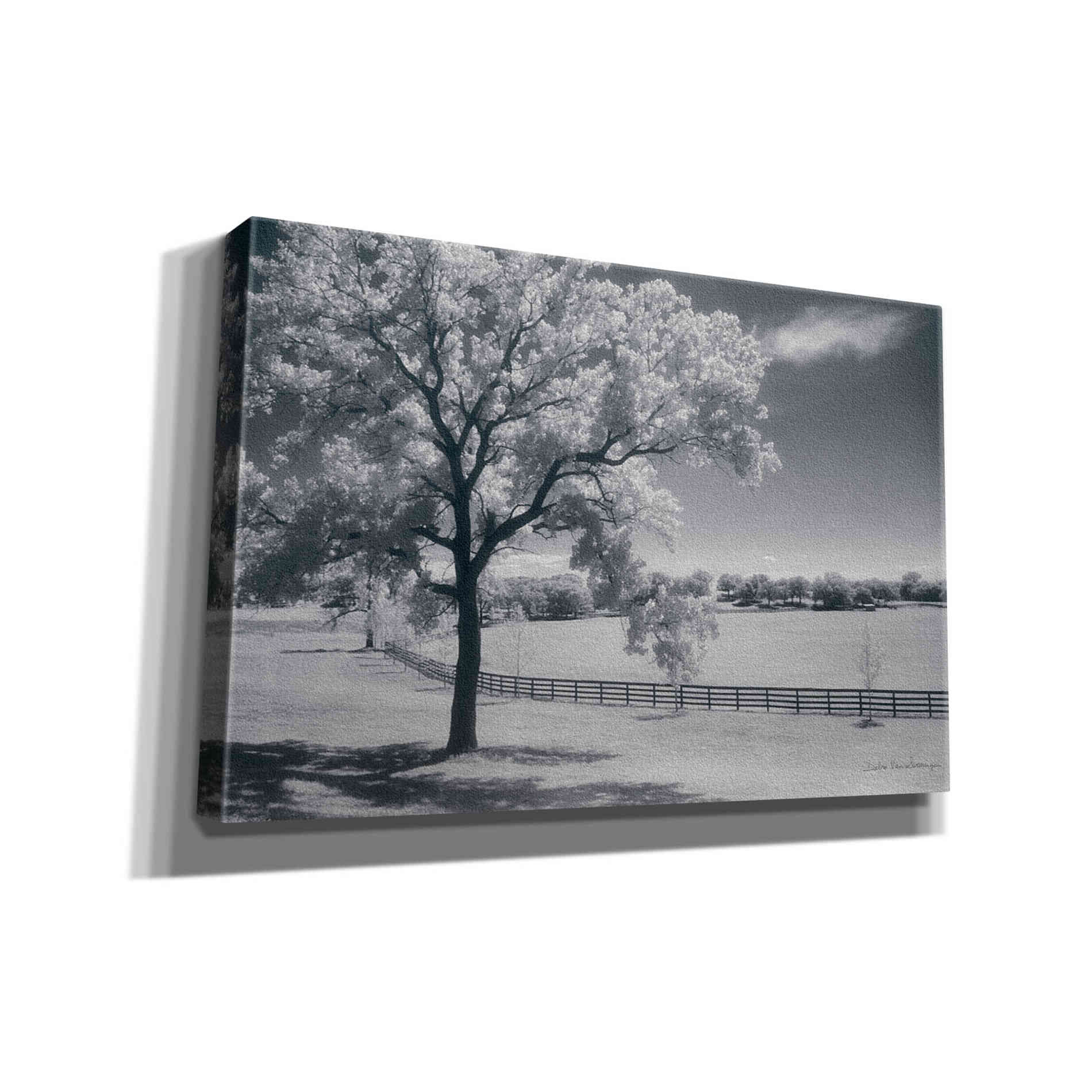 'Trees Fence II' by Debra Van Swearingen, Canvas Wall Art,18x12x1.1x0,26x18x1.1x0,40x26x1.74x0,60x40x1.74x0