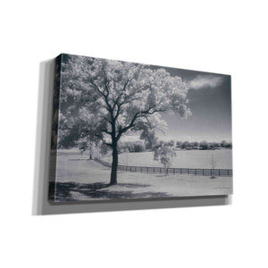 'Trees Fence II' by Debra Van Swearingen, Canvas Wall Art,18x12x1.1x0,26x18x1.1x0,40x26x1.74x0,60x40x1.74x0