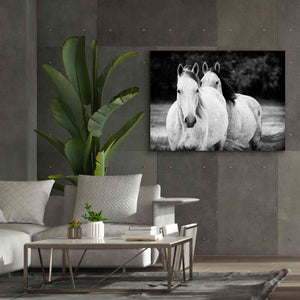 'Two Wild Horses BW' by Debra Van Swearingen, Canvas Wall Art,54 x 40