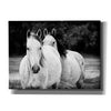 'Two Wild Horses BW' by Debra Van Swearingen, Canvas Wall Art,16x12x1.1x0,26x18x1.1x0,34x26x1.74x0,54x40x1.74x0