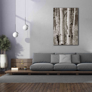 'Aspens II' by Debra Van Swearingen, Canvas Wall Art,40 x 60
