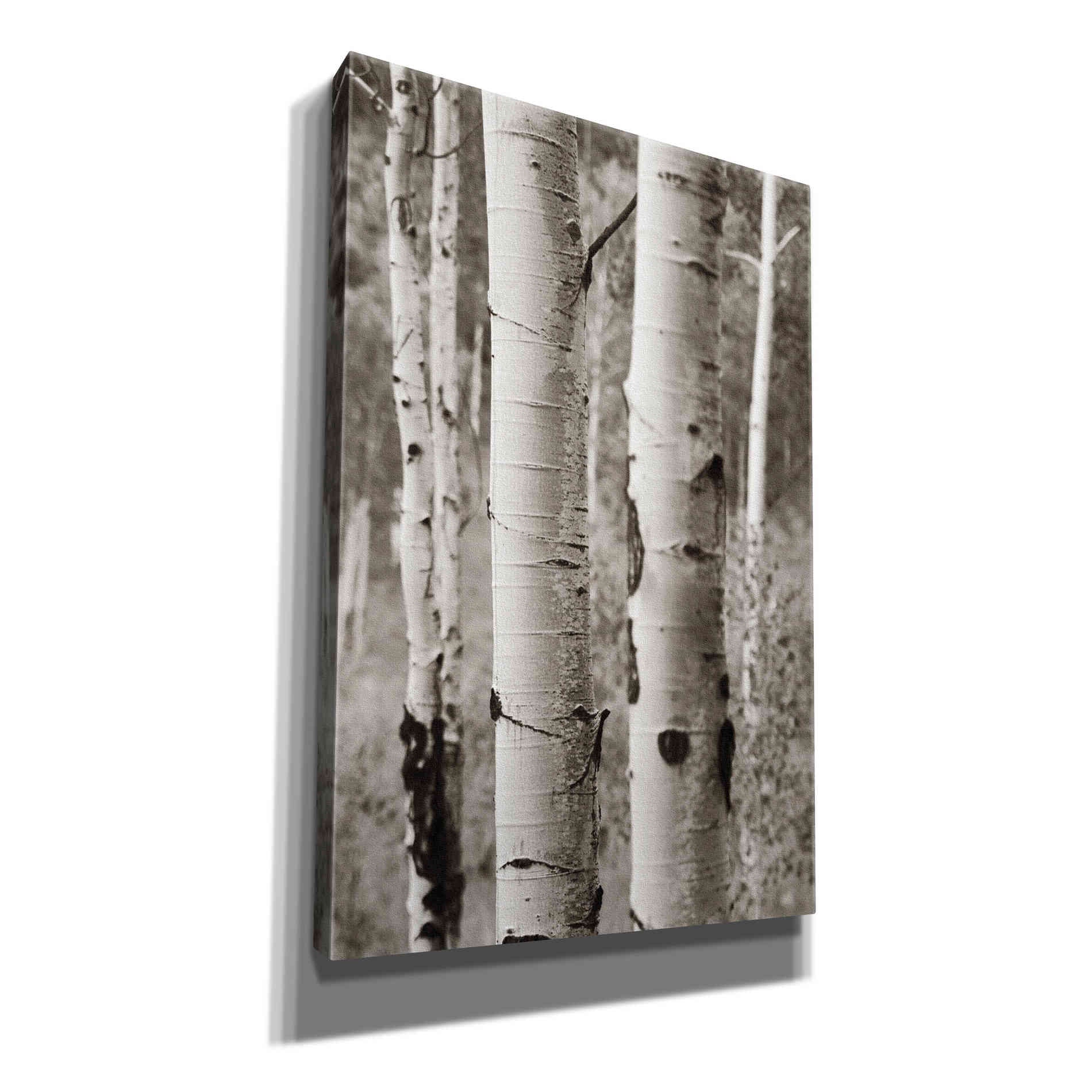 'Aspens II' by Debra Van Swearingen, Canvas Wall Art,12x18x1.1x0,18x26x1.1x0,26x40x1.74x0,40x60x1.74x0