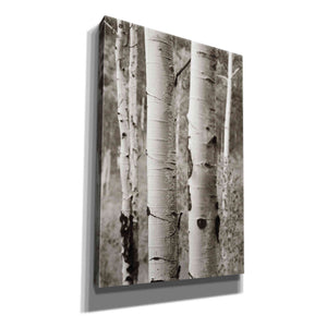 'Aspens II' by Debra Van Swearingen, Canvas Wall Art,12x18x1.1x0,18x26x1.1x0,26x40x1.74x0,40x60x1.74x0