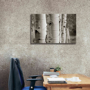 'Aspens III' by Debra Van Swearingen, Canvas Wall Art,40 x 26