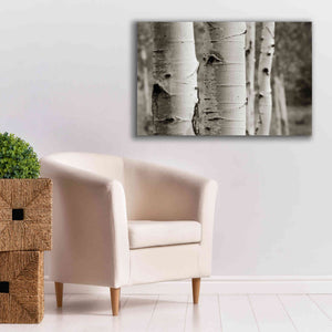 'Aspens III' by Debra Van Swearingen, Canvas Wall Art,40 x 26
