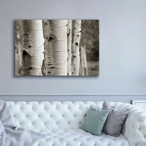 'Aspens III' by Debra Van Swearingen, Canvas Wall Art,60 x 40