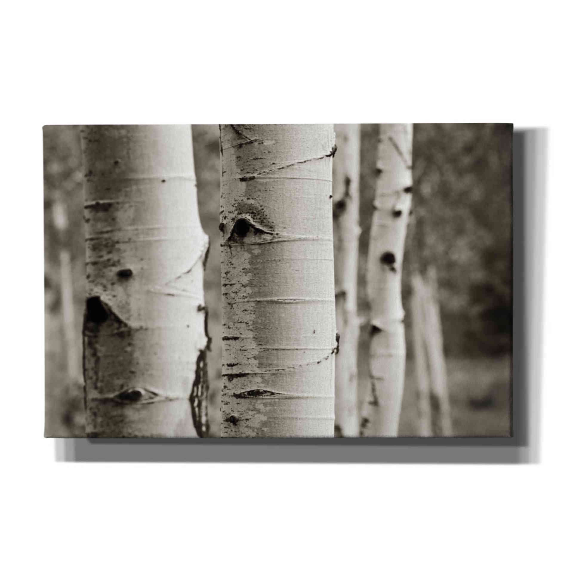 'Aspens III' by Debra Van Swearingen, Canvas Wall Art,18x12x1.1x0,26x18x1.1x0,40x26x1.74x0,60x40x1.74x0