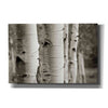 'Aspens III' by Debra Van Swearingen, Canvas Wall Art,18x12x1.1x0,26x18x1.1x0,40x26x1.74x0,60x40x1.74x0
