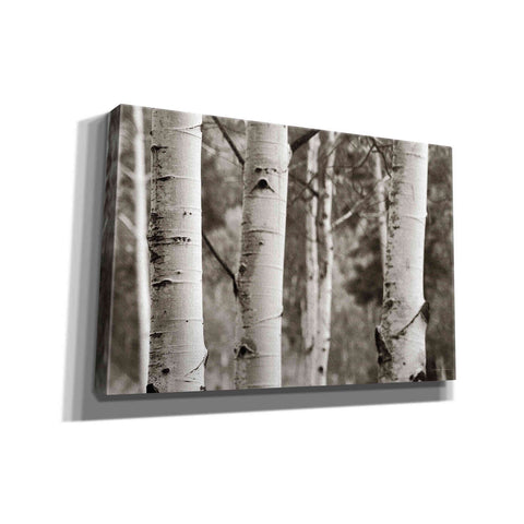 Image of 'Aspens IV' by Debra Van Swearingen, Canvas Wall Art,18x12x1.1x0,26x18x1.1x0,40x26x1.74x0,60x40x1.74x0