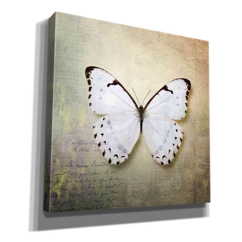 Image of 'French Butterfly II' by Debra Van Swearingen, Canvas Wall Art,12x12x1.1x0,18x18x1.1x0,26x26x1.74x0,37x37x1.74x0