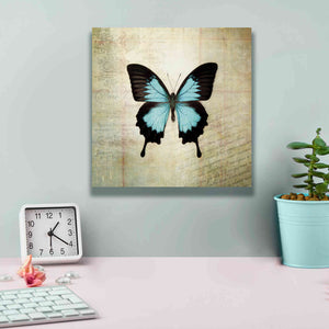 'French Butterfly III' by Debra Van Swearingen, Canvas Wall Art,12 x 12