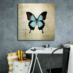 'French Butterfly III' by Debra Van Swearingen, Canvas Wall Art,26 x 26