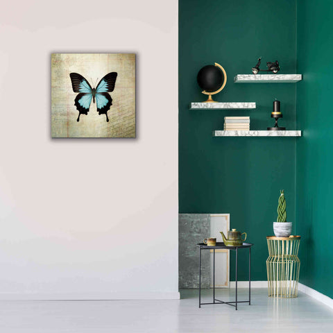 Image of 'French Butterfly III' by Debra Van Swearingen, Canvas Wall Art,26 x 26