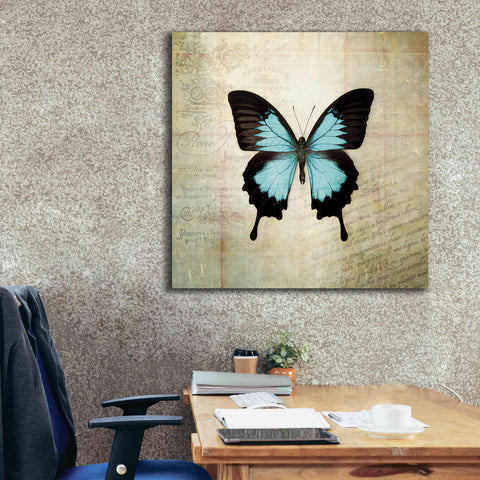 Image of 'French Butterfly III' by Debra Van Swearingen, Canvas Wall Art,37 x 37