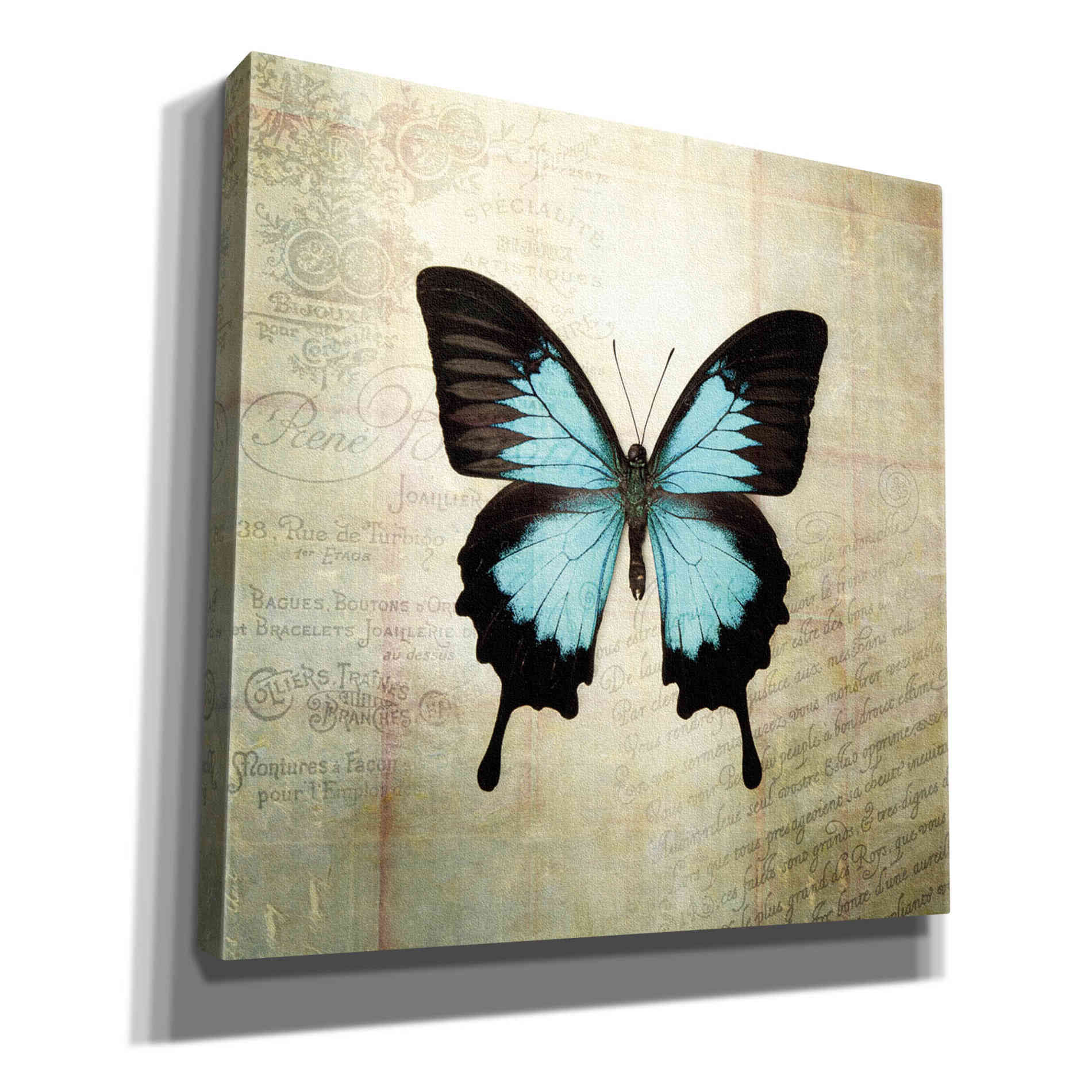 'French Butterfly III' by Debra Van Swearingen, Canvas Wall Art,12x12x1.1x0,18x18x1.1x0,26x26x1.74x0,37x37x1.74x0