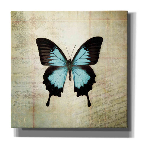 Image of 'French Butterfly III' by Debra Van Swearingen, Canvas Wall Art,12x12x1.1x0,18x18x1.1x0,26x26x1.74x0,37x37x1.74x0