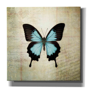 'French Butterfly III' by Debra Van Swearingen, Canvas Wall Art,12x12x1.1x0,18x18x1.1x0,26x26x1.74x0,37x37x1.74x0
