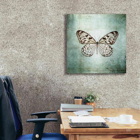Image of 'French Butterfly V' by Debra Van Swearingen, Canvas Wall Art,26 x 26