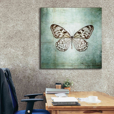 Image of 'French Butterfly V' by Debra Van Swearingen, Canvas Wall Art,37 x 37