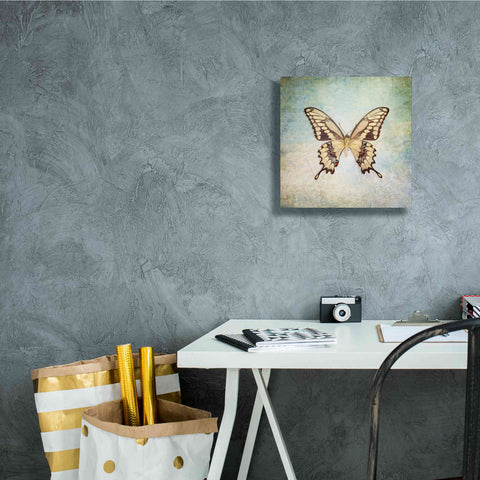 Image of 'French Butterfly VI' by Debra Van Swearingen, Canvas Wall Art,12 x 12