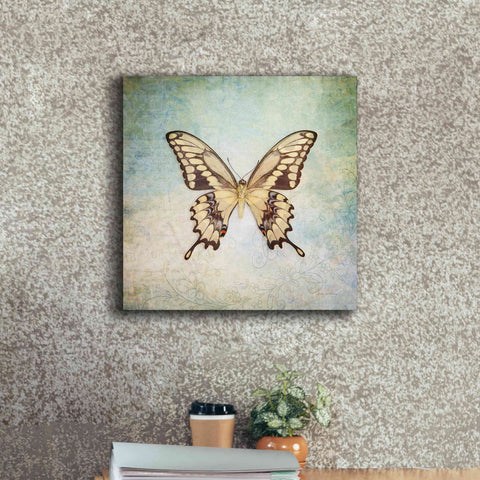 Image of 'French Butterfly VI' by Debra Van Swearingen, Canvas Wall Art,18 x 18