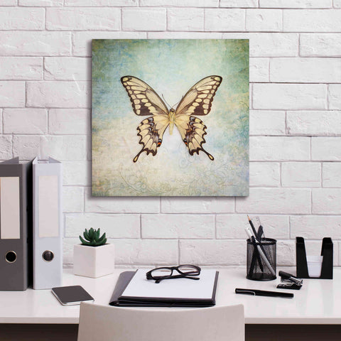 Image of 'French Butterfly VI' by Debra Van Swearingen, Canvas Wall Art,18 x 18