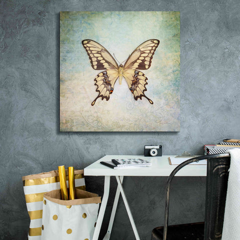 Image of 'French Butterfly VI' by Debra Van Swearingen, Canvas Wall Art,26 x 26