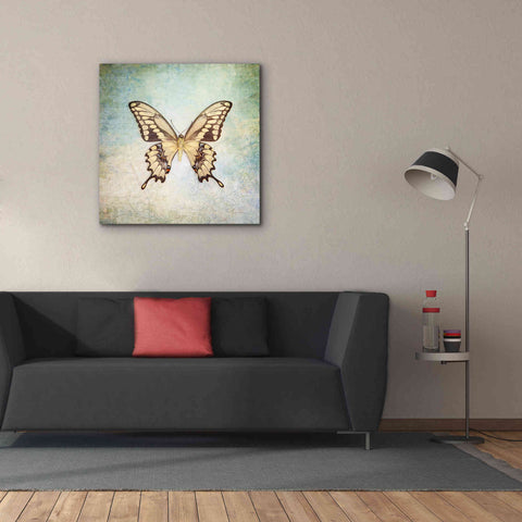 Image of 'French Butterfly VI' by Debra Van Swearingen, Canvas Wall Art,37 x 37