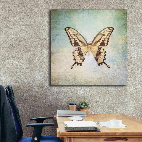 Image of 'French Butterfly VI' by Debra Van Swearingen, Canvas Wall Art,37 x 37