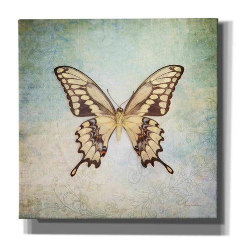 Image of 'French Butterfly VI' by Debra Van Swearingen, Canvas Wall Art,12x12x1.1x0,18x18x1.1x0,26x26x1.74x0,37x37x1.74x0
