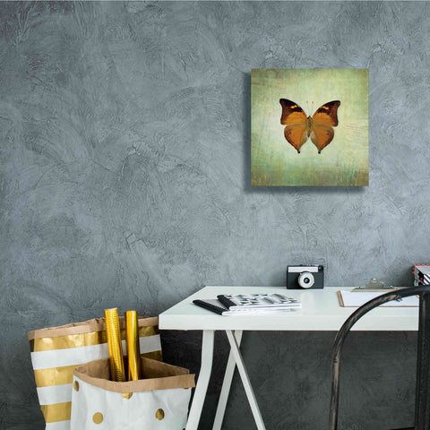 Image of 'French Butterfly VII' by Debra Van Swearingen, Canvas Wall Art,12 x 12