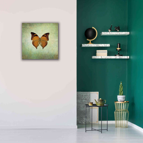 Image of 'French Butterfly VII' by Debra Van Swearingen, Canvas Wall Art,26 x 26