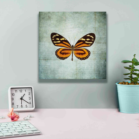 Image of 'French Butterfly VIII' by Debra Van Swearingen, Canvas Wall Art,12 x 12