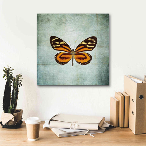 Image of 'French Butterfly VIII' by Debra Van Swearingen, Canvas Wall Art,18 x 18