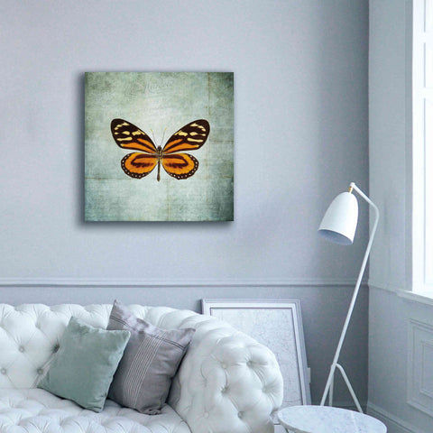 Image of 'French Butterfly VIII' by Debra Van Swearingen, Canvas Wall Art,37 x 37