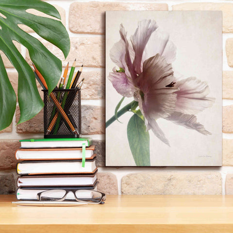 Image of 'Translucent Peony II' by Debra Van Swearingen, Canvas Wall Art,12 x 16