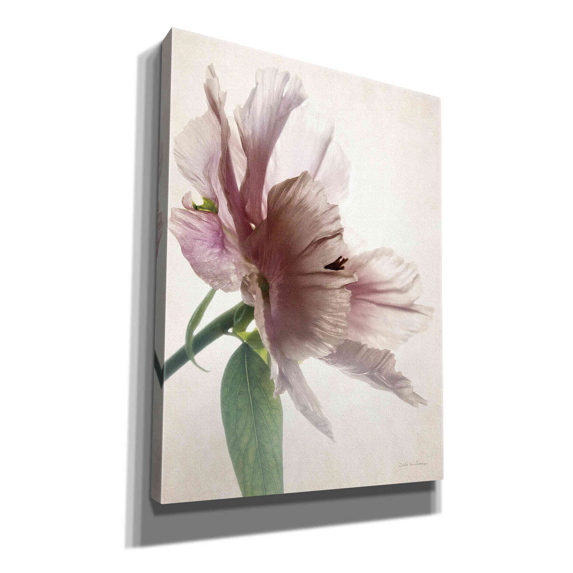 'Translucent Peony II' by Debra Van Swearingen, Canvas Wall Art,12x16x1.1x0,20x24x1.1x0,26x30x1.74x0,40x54x1.74x0