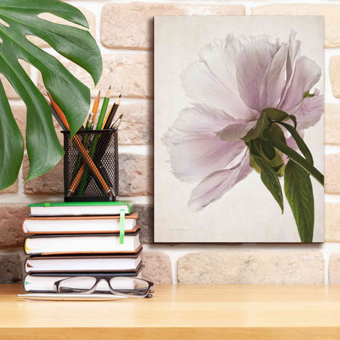 Image of 'Translucent Peony III' by Debra Van Swearingen, Canvas Wall Art,12 x 16