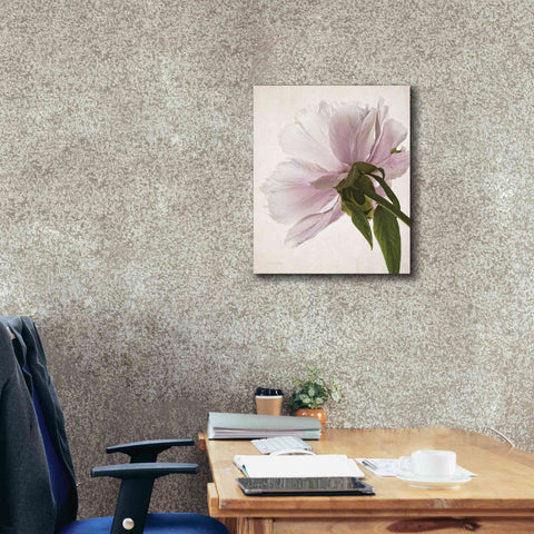 Image of 'Translucent Peony III' by Debra Van Swearingen, Canvas Wall Art,20 x 24