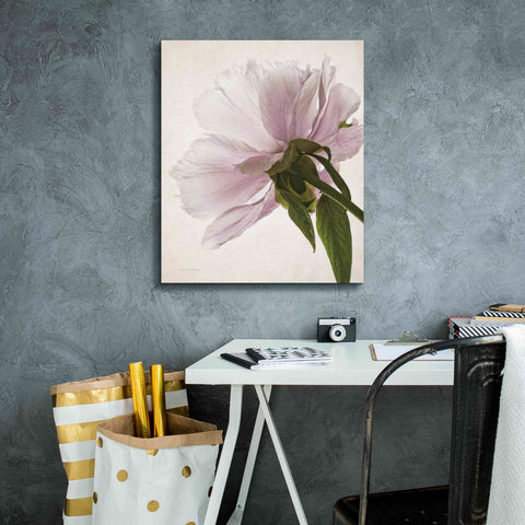 Image of 'Translucent Peony III' by Debra Van Swearingen, Canvas Wall Art,20 x 24