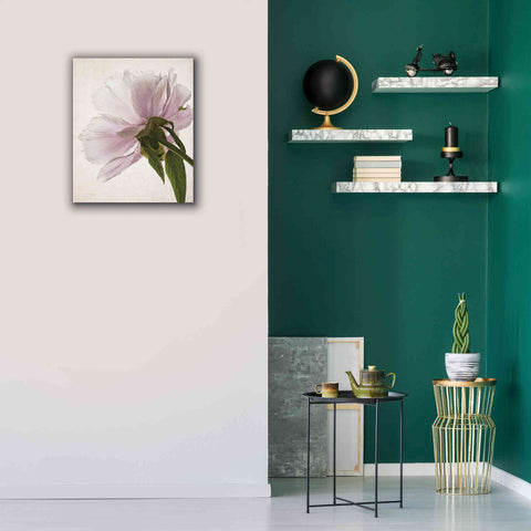Image of 'Translucent Peony III' by Debra Van Swearingen, Canvas Wall Art,20 x 24