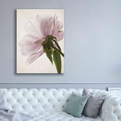 Image of 'Translucent Peony III' by Debra Van Swearingen, Canvas Wall Art,40 x 54
