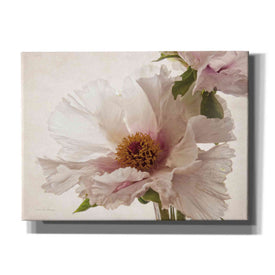 'Translucent Peony V' by Debra Van Swearingen, Canvas Wall Art,16x12x1.1x0,24x20x1.1x0,30x26x1.74x0,54x40x1.74x0